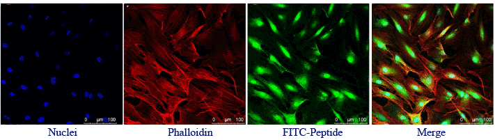 FITC labelled peptides