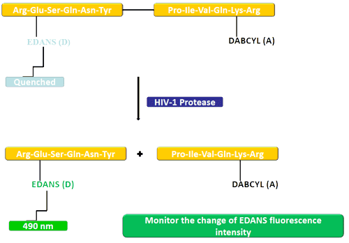 FRET Overview: EDANS and Dabcyl