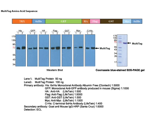 MultiTag Protein Amino Acid Sequence