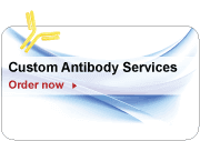 Custom Antibody Services