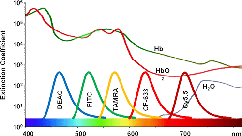 FITC Peptide synthesis: FITC 