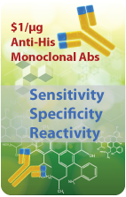 Anti-His Antibody