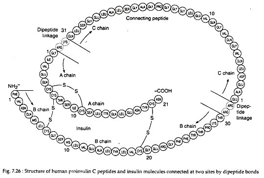 Insulin Peptide