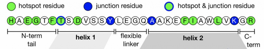 Glp 1 Peptide Sequence Lifetein Blog