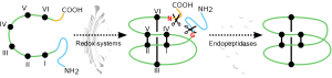 disulfide formation