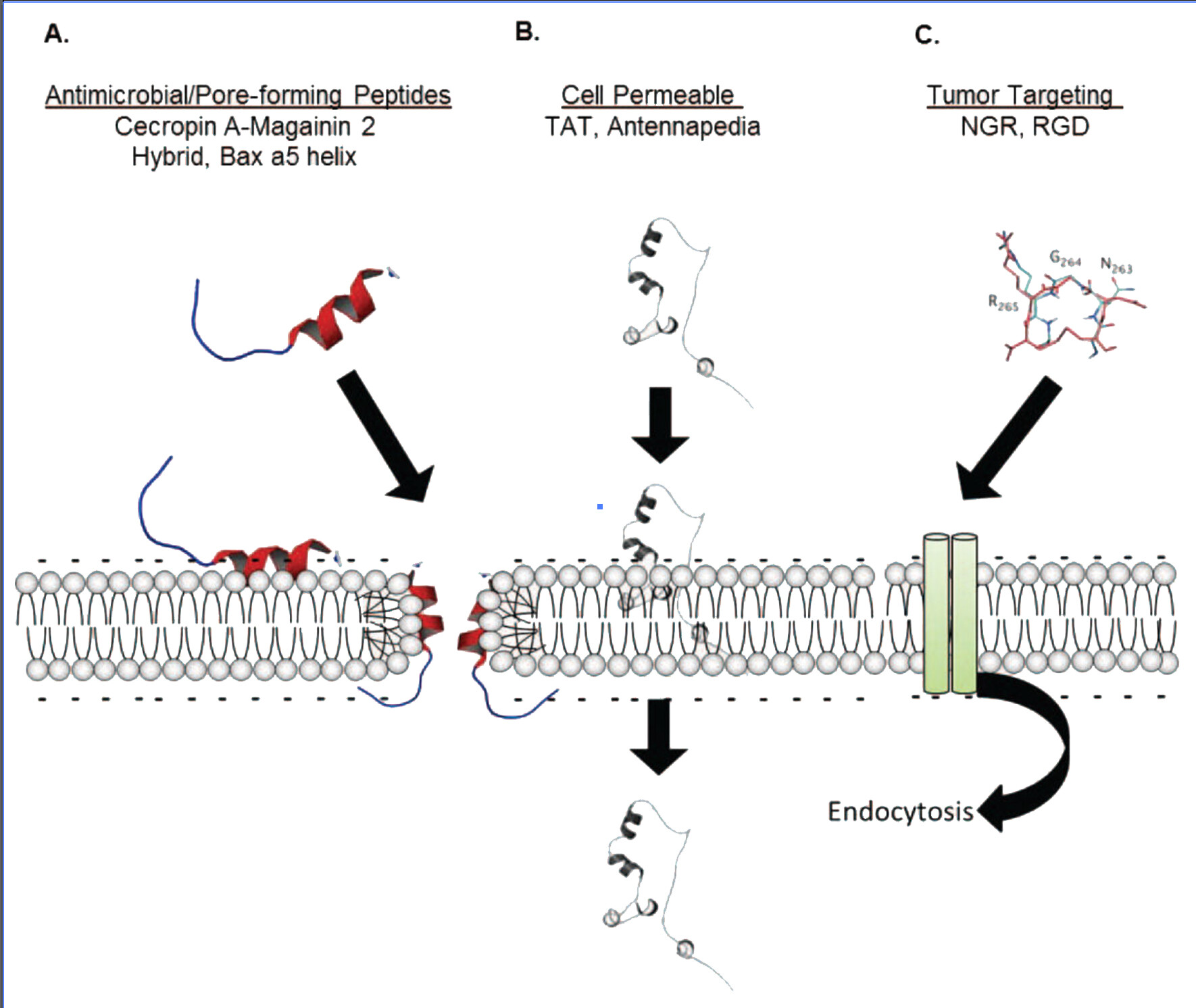 Cell Penetration Peptide Targeting Cancer | LifeTein Peptide Blog