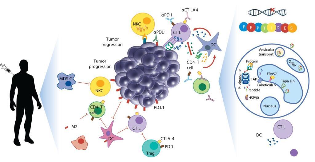 Neoepitopes as cancer immunotherapy targets: key challenges and opportunities