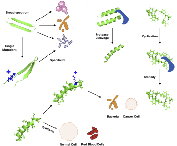 Antimicrobial Peptides | LifeTein Peptide Blog