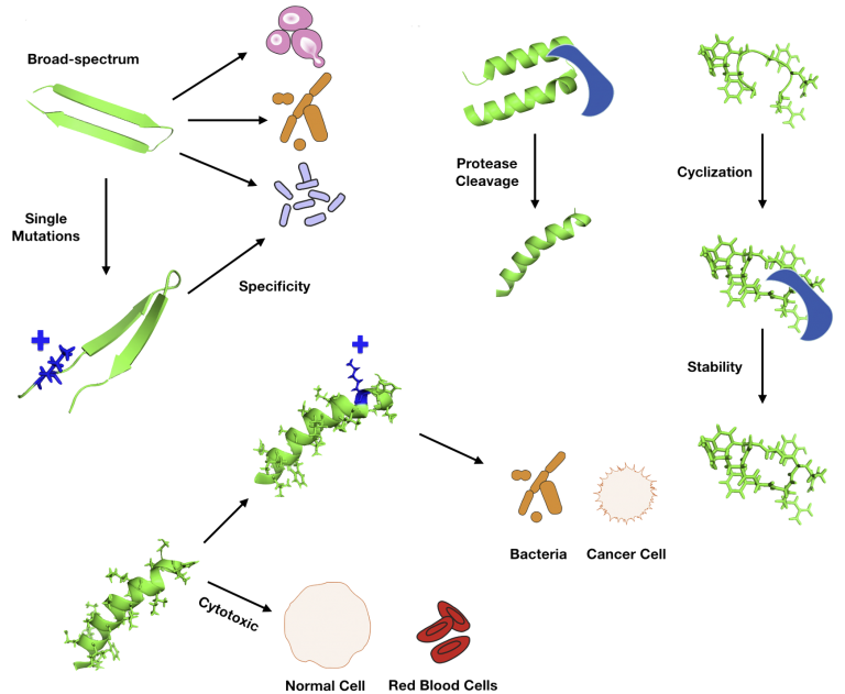 Antimicrobial Peptides | LifeTein Peptide Blog