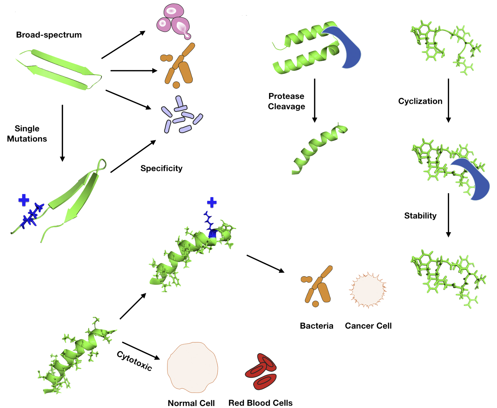 Antimicrobial Peptides | LifeTein Peptide Blog