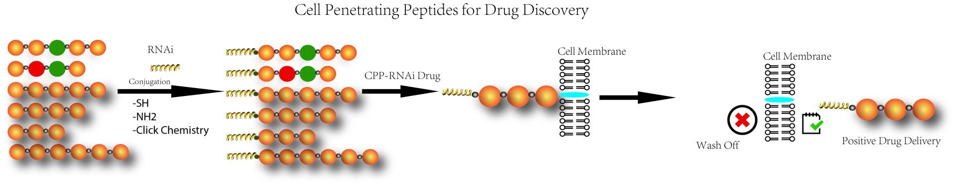 Cell Penetrating Peptides for Drug Screening