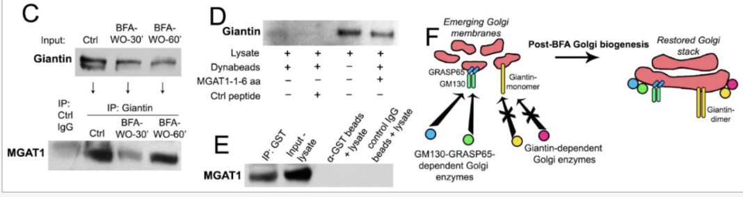 Pull-down assay using biotinylated peptides