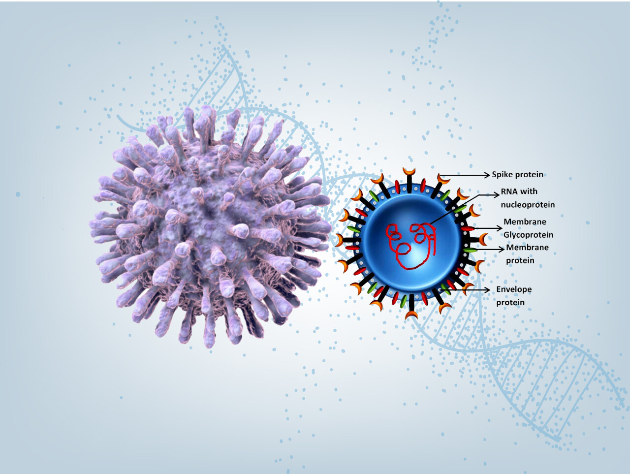 Covid peptide synthesis