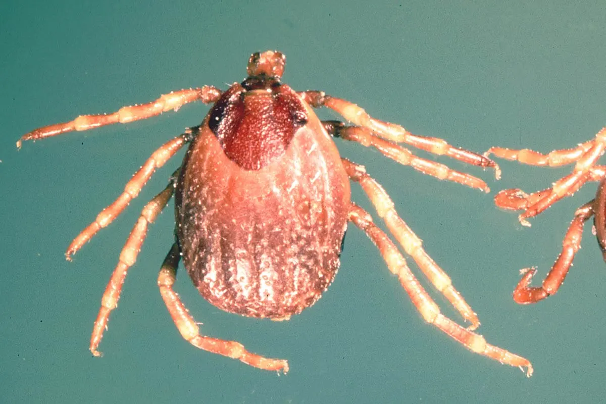 Crimean-Congo-Haemorrhagic-Fever