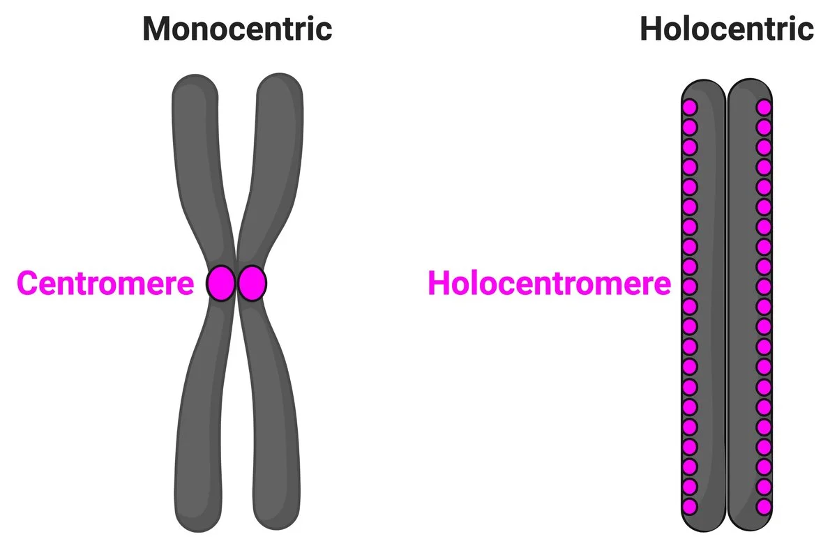 Holocentromere
