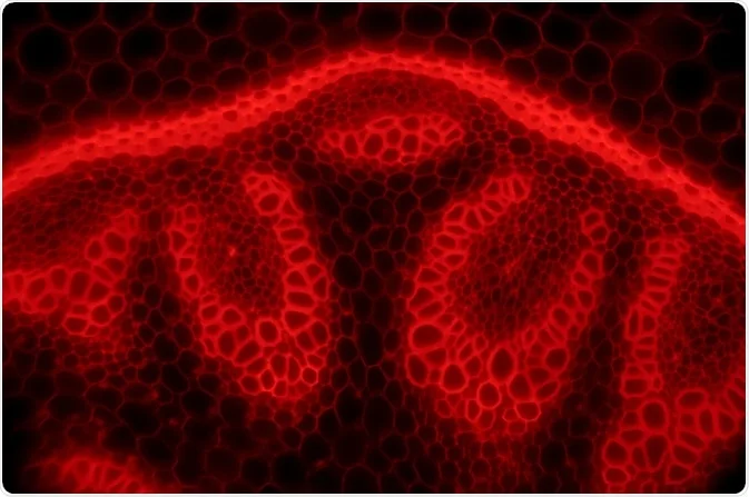 Cy5.5 peptide