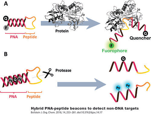 PNA-peptide-Quencher