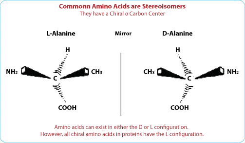 D-Amino Acids