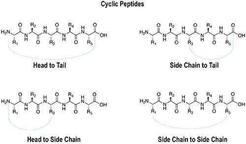 Cyclic peptide