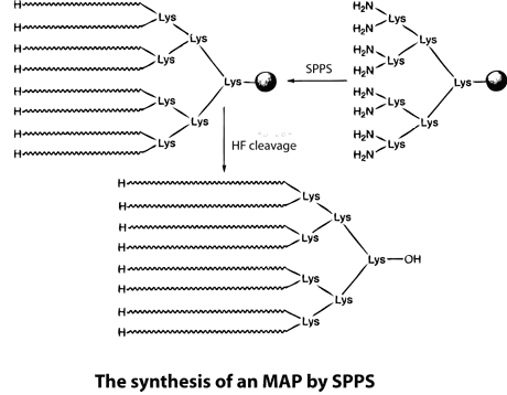 Branched Peptides