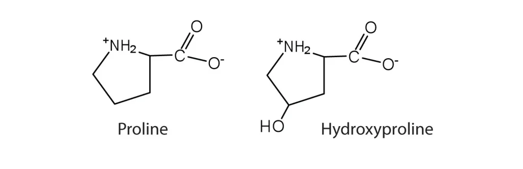 Hydroxyproline