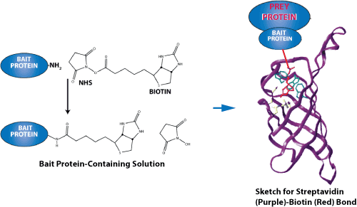 Peptide synthesis: biotin-labeled peptide protein interactions