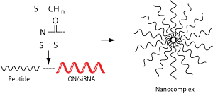 cell penetrating peptide complex