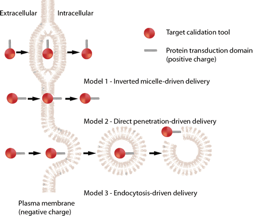 cell permeable peptide synthesis service