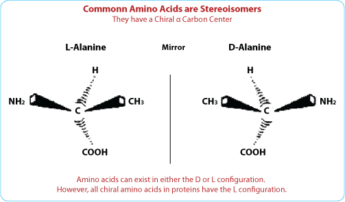 L vs d amino acids