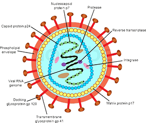 HIV Virus Peptide Pool