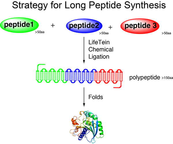 Long peptide synthesis