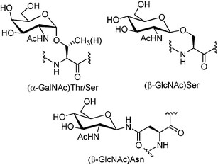 O-linked serine and threonine glycosides and N-linked asparagine glycosides in protein glycosylation.