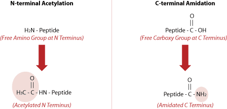 Peptide synthesis: Amidation and Acetylation