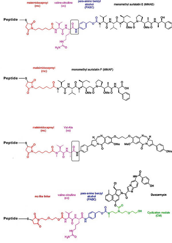peptide drug conjugates