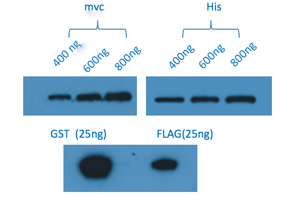 MultiTag Protein Western