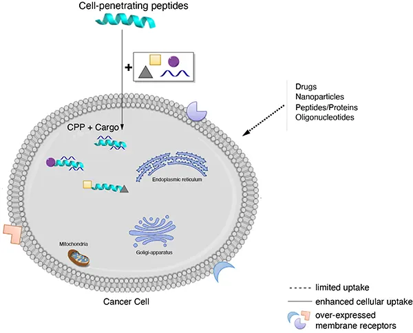 Peptide synthesis: Cell permeable Peptide Anti-Cancer