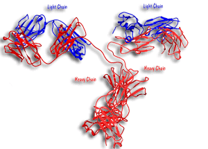 Antibody structure