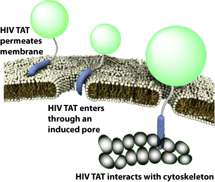 cell permeable peptides