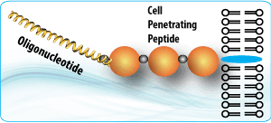 Peptide synthesis: Cell Penetrating Peptide Oligonucleotide Conjugate