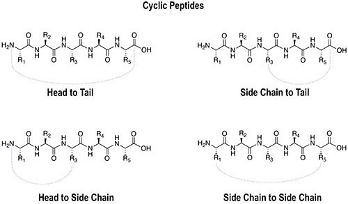 cyclic peptide examples