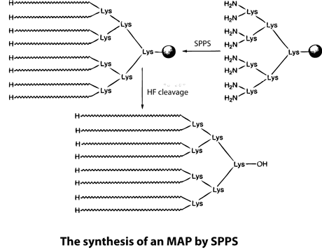 MAPs Antigen