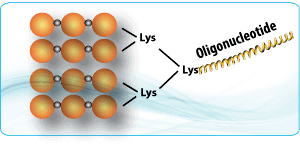 Peptide synthesis: Multiple Antigenic Peptide Oligonucleotide Conjugate