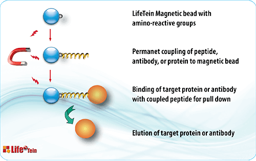 Magnetic bead peptide pulldown