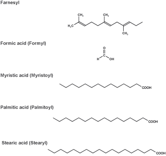 Peptide synthesis: N terminal modifications