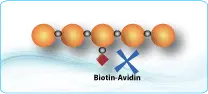 Biotinylated Peptides