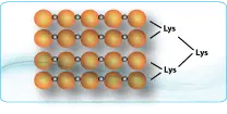 Multiple Antigenic Peptides (MAP)