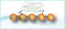 BSA, KLH and OVA Conjugation, Immunogenic Peptide