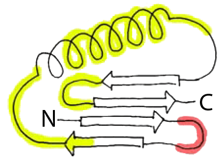 peptide fold - Protein G