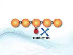 Biotinylated Peptide
