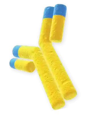 LifeTein Antibody Structure